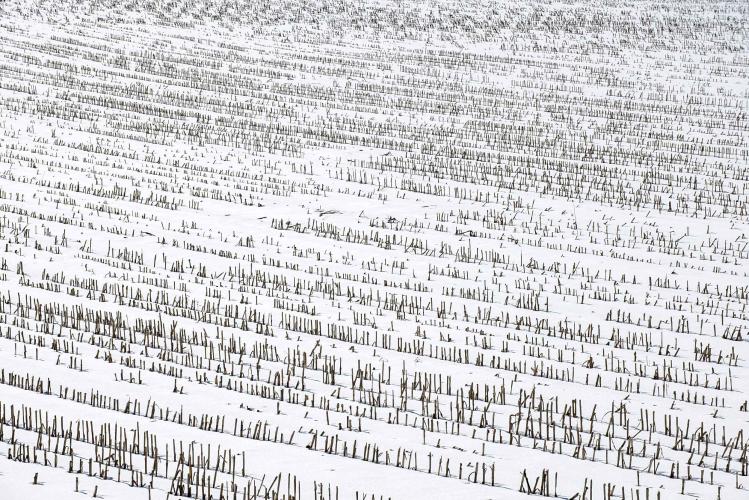 Corn Husks in Snow by Steven Edson